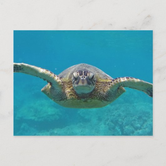 Hawaii Honu Briefkaart (Voorkant)