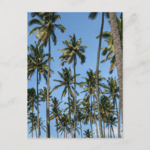Hawaii Island Travel Exotic Beach Palm Trees Briefkaart