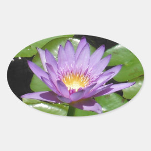 Hawaii Lotus Bloem Ovale Sticker