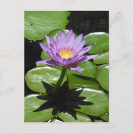 Hawaii Lotus Flower Briefkaart