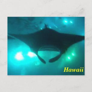 Hawaii Manta Ray Briefkaart