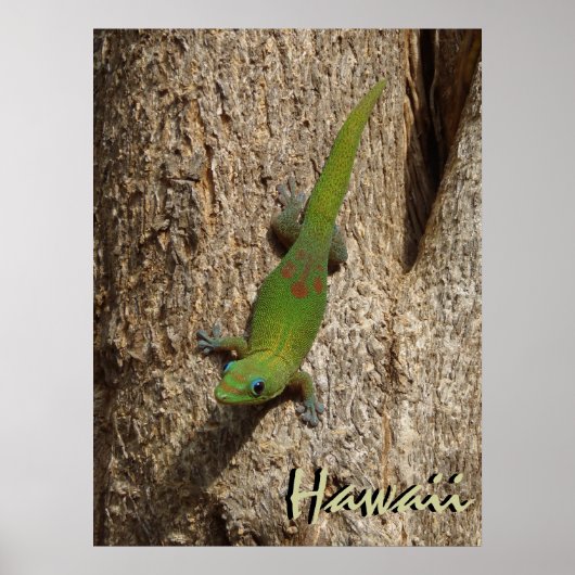 Hawaii mignon gecko extérieur affiche tropicale (Devant)