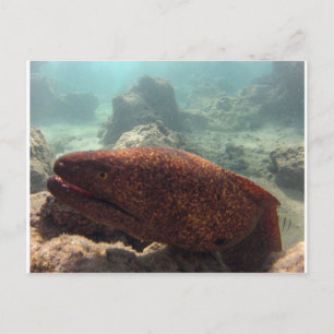 Hawaii Moray Eel Briefkaart