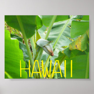 HAWAII NATUUR POSTER