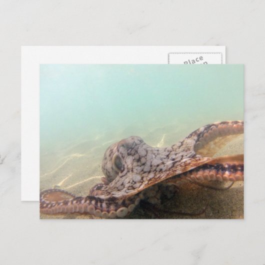 Hawaii Octopus Briefkaart (Voorkant / Achterkant)