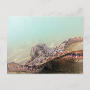 Hawaii Octopus Briefkaart