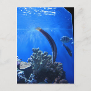 Hawaii-onderwater Briefkaart