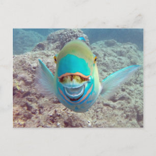 Hawaii Parrot Fish Briefkaart