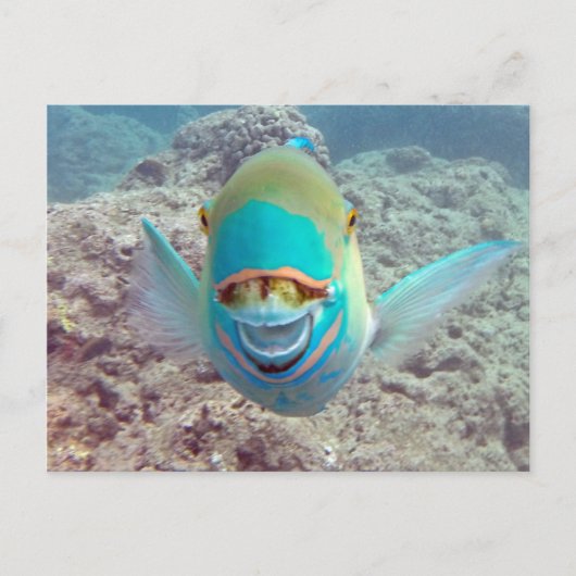 Hawaii Parrot Fish Briefkaart (Voorkant)