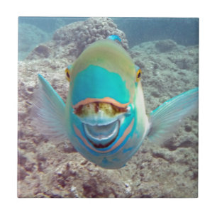 Hawaii Parrot Fish Tegeltje