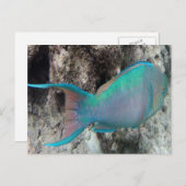 Hawaii Parrot Fish - Uhu Briefkaart (Voorkant / Achterkant)