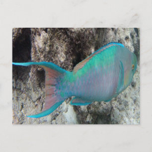 Hawaii Parrot Fish - Uhu Briefkaart