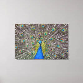 Hawaii Peacock Canvas Afdruk