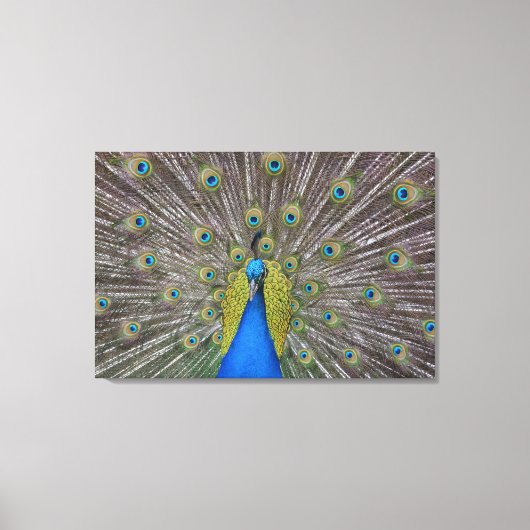 Hawaii Peacock Canvas Afdruk (Voorkant)
