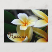 Hawaii Plumeria Briefkaart (Voorkant)