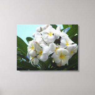 Hawaii Plumeria Canvas Afdruk