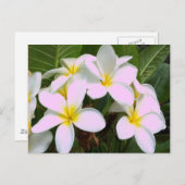 Hawaii Plumeria Flowers Briefkaart (Voorkant / Achterkant)