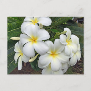 Hawaii Plumeria Flowers Briefkaart