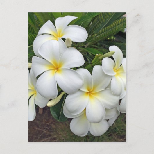 Hawaii Plumeria Flowers Briefkaart (Voorkant)