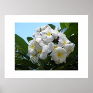 Hawaii Plumeria Poster