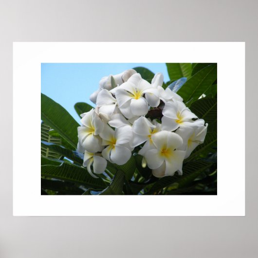 Hawaii Plumeria Poster (Voorkant)