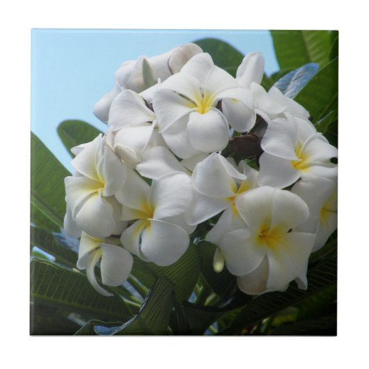 Hawaii Plumeria Tegeltje (Voorkant)