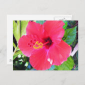 Hawaii Red Hibiscus Flower Briefkaart (Voorkant / Achterkant)