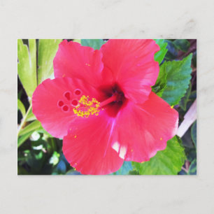 Hawaii Red Hibiscus Flower Briefkaart