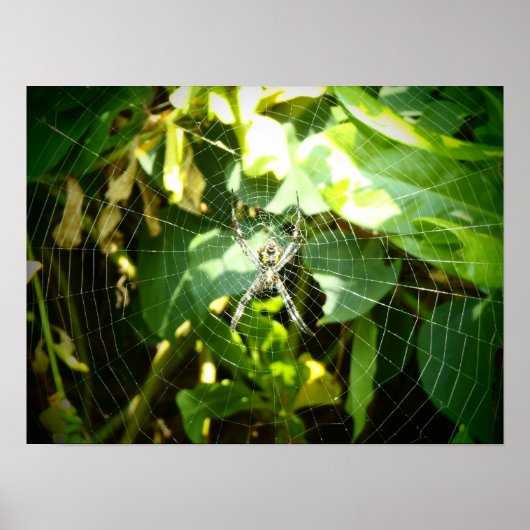 Hawaii spinnenweb poster (Voorkant)