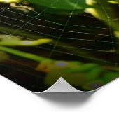 Hawaii spinnenweb poster (Hoek)
