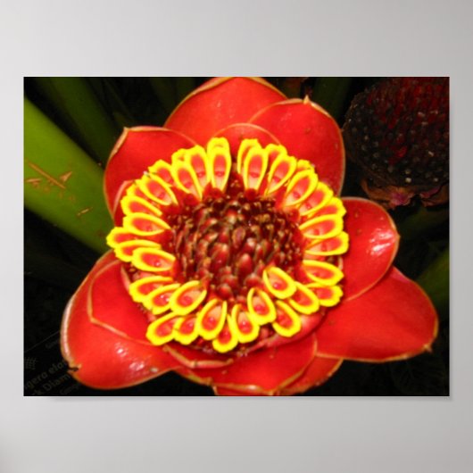 Hawaii Torch Ginger Poster (Voorkant)