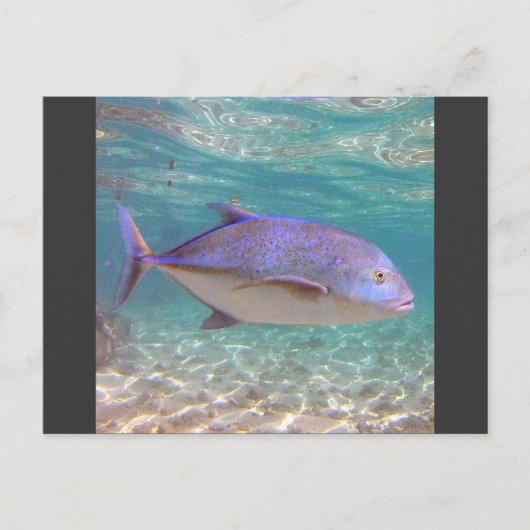 Hawaii Trevally Fish Briefkaart (Voorkant)