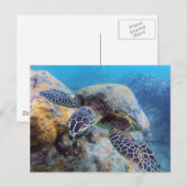 Hawaii Turtle Briefkaart (Voorkant / Achterkant)