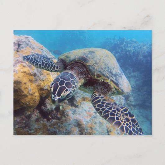 Hawaii Turtle Briefkaart (Voorkant)
