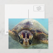 Hawaii Turtle Briefkaart (Voorkant / Achterkant)