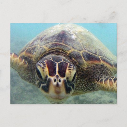 Hawaii Turtle Briefkaart (Voorkant)