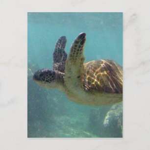 Hawaii Turtle Briefkaart