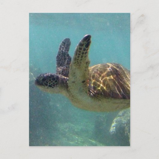 Hawaii Turtle Briefkaart (Voorkant)