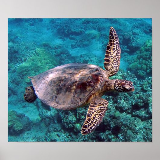 Hawaii Turtle Honu Poster (Voorkant)