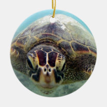 Hawaii Turtle