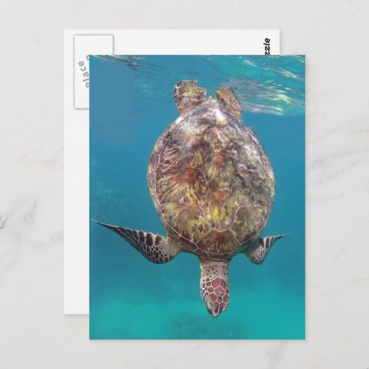 Hawaii Turtle Shell Briefkaart (Voorkant / Achterkant)