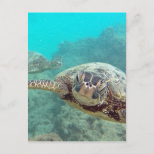 Hawaii Turtles - Honu Briefkaart