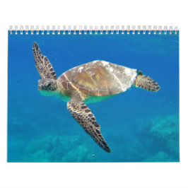 Hawaii Turtles Kalender