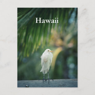 Hawaii White Heron Briefkaart