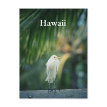 Hawaii White Heron Briefkaart