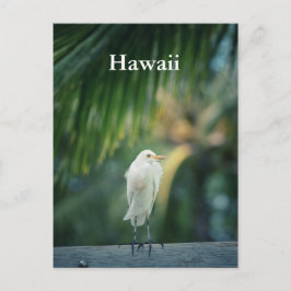 Hawaii White Heron Briefkaart