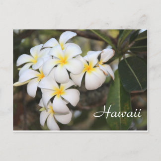 Hawaii, witte bloemen, postkaart