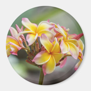 Hawaii Yellow Pink Plumeria Flowers Magnet Magneet