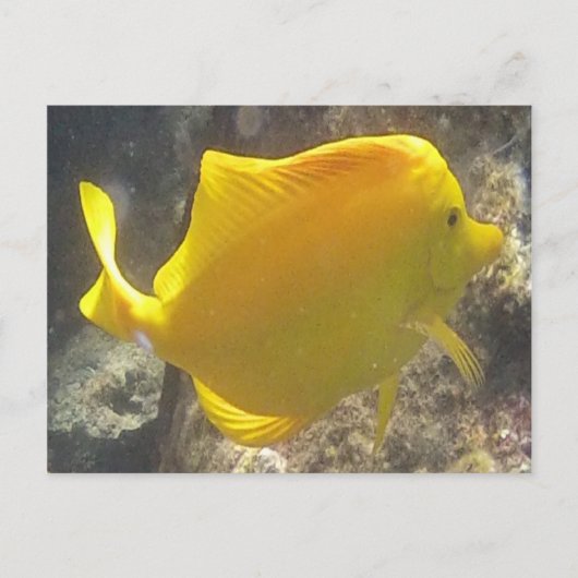 Hawaii Yellow Tang Fish Briefkaart (Voorkant)