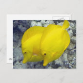 Hawaii Yellow Tang Fish Briefkaart (Voorkant / Achterkant)